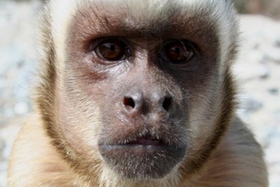 monkey for rent for event or party