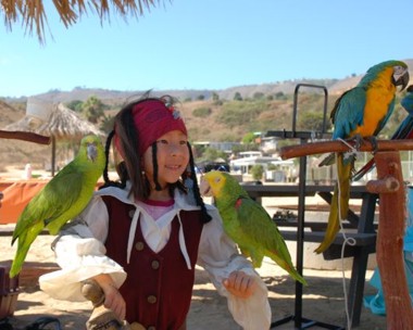Jack sparrow impersonator and pirate entertainer with parrot for children's party or special event or pirate party