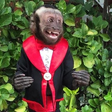 Monkey in a Tuxedo for Hoiiday party entertainment