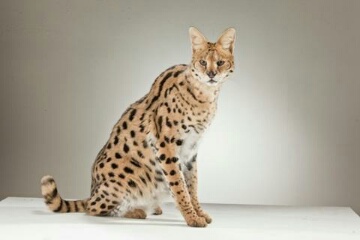 Serval Cat for rent 