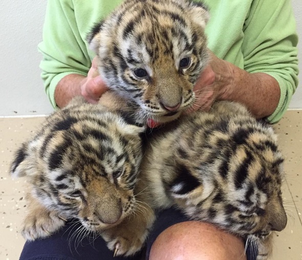 three tiger cubs for rent
