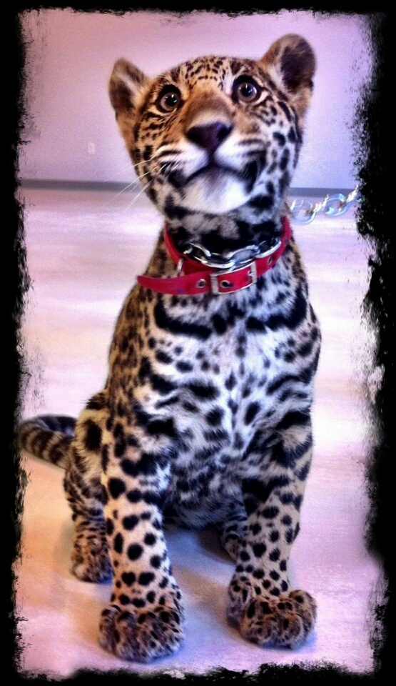 Baby Jaquar or Leopard for rent