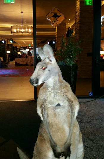 kangaroo for rent