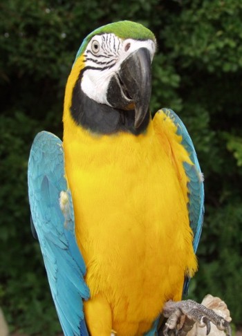 parrot show