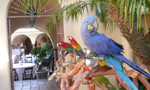 parrot shows