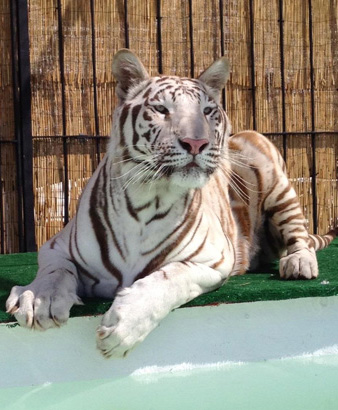 white tiger for rent